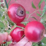 Maladie du cul noir de la tomate