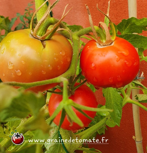 Tomates saines sans cul noir de la tomate