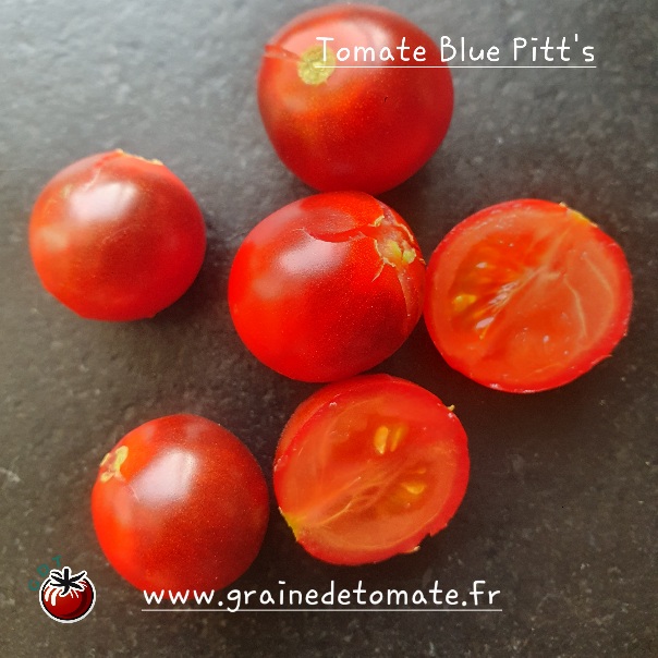 graine tomate Blue Pitts