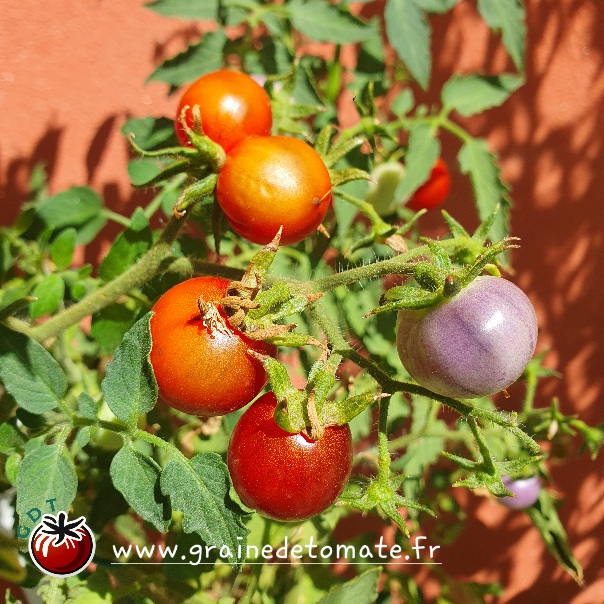 graine tomate Blue Pitts