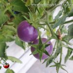 graine Tomate Blue Pitts