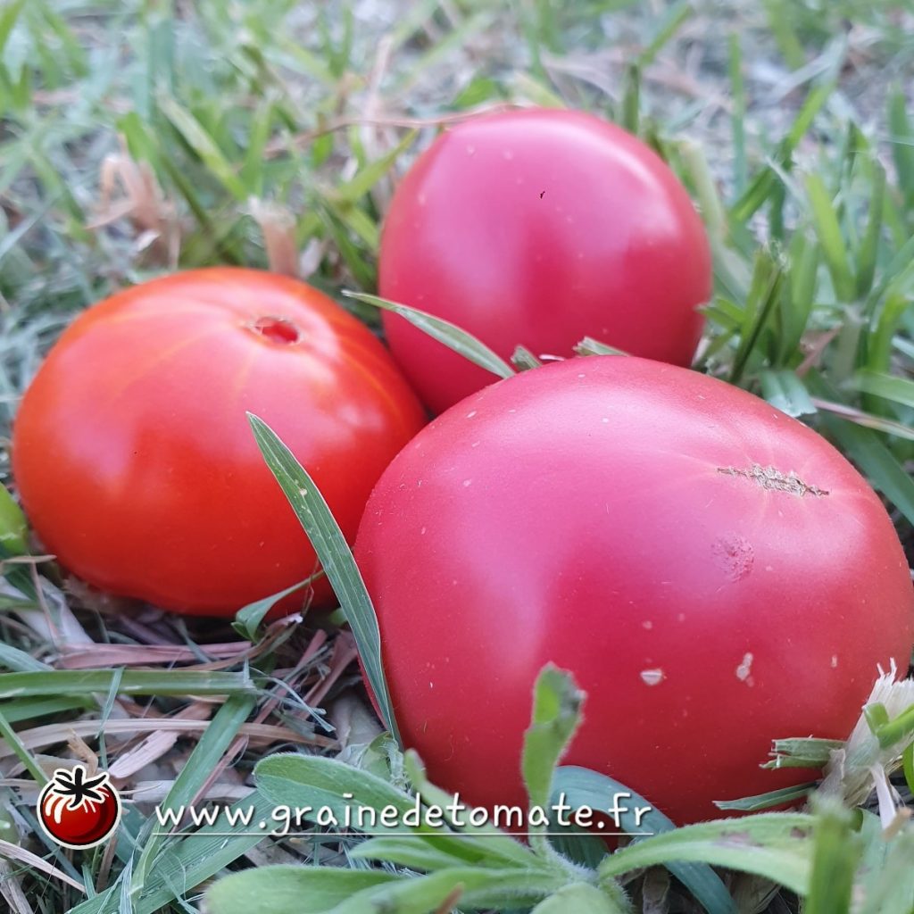 Tomate Rose de Berne