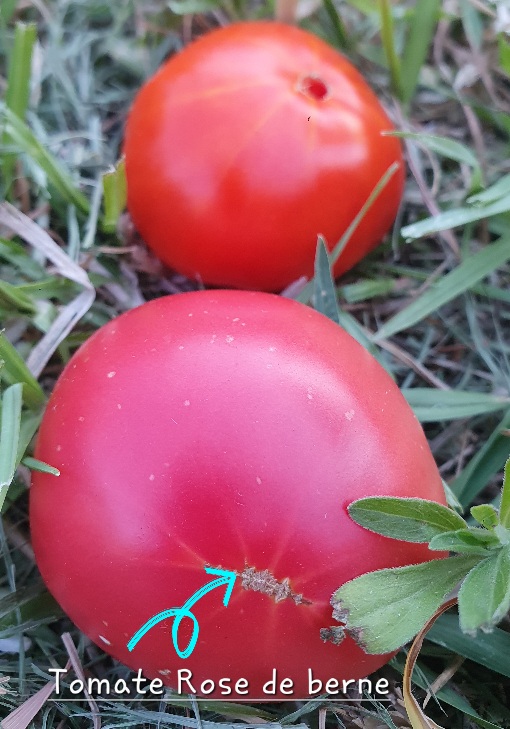 Graine Tomate rose de Berne